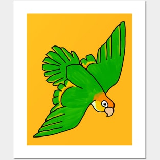 White-bellied Caique Posters and Art